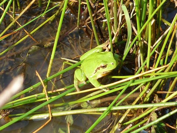 découvrez les initiatives de conservation des mares cenon, un effort essentiel pour protéger la biodiversité locale et préserver ces écosystèmes fragiles. apprenez comment participer et soutenir ces activités pour un avenir durable.