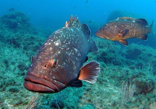 découvrez les mares cenon, un écosystème riche en biodiversité. explorez la faune et la flore uniques qui peuplent ces zones humides, essentielles à la préservation de la nature et à la qualité de notre environnement.